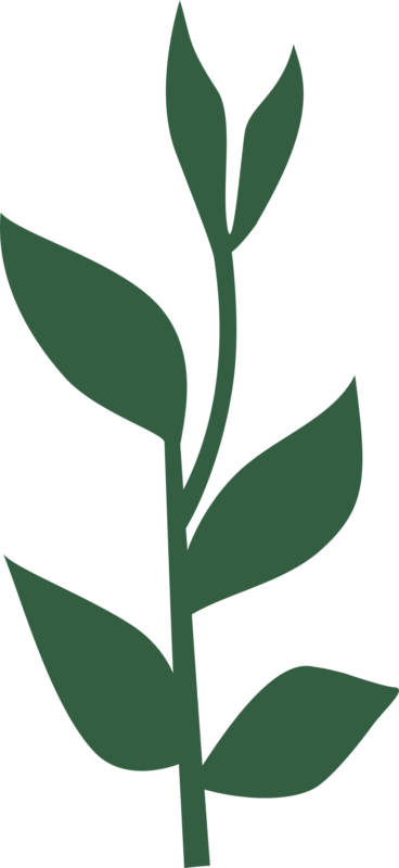 croissance plante Jardeco. Jardinage créatif