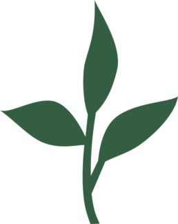 pousses et jardinage