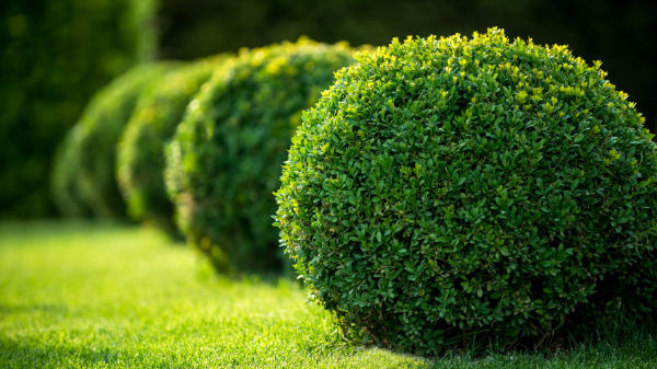 Entretien de jardins et patios et terrasses à Paris