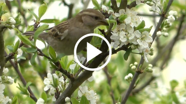 Vidéo émission Vos animaux jardinage C8 Jardeco Paris